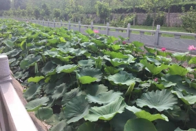 荷花景色