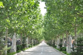 墓区道路