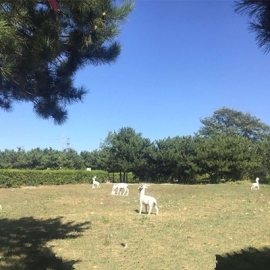  八达岭人民公墓 ，有树葬吗？详细地址导航