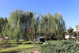 八宝山人民公墓